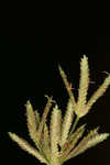 Diffused flatsedge